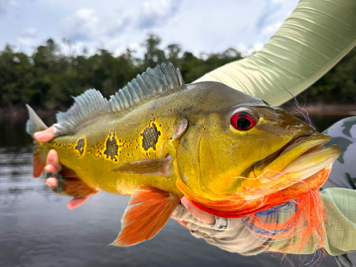 Fishing for Peacock bass in the Amazon - Cheeky Fishing Fishing for Peacock bass in the Amazon - Cheeky Fishing