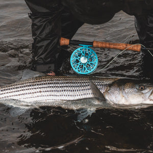 Angler kneeling in shallow water beside a large striped bass, with a blue fly reel and rod resting across their legs.