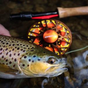 brown trout in water next to trutta burst limited edition reel.
