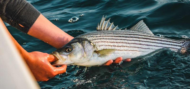The founder of the world's largest Fly Fishing Tournament, Cheeky Fishing focuses heavily on striped bass conservation. 