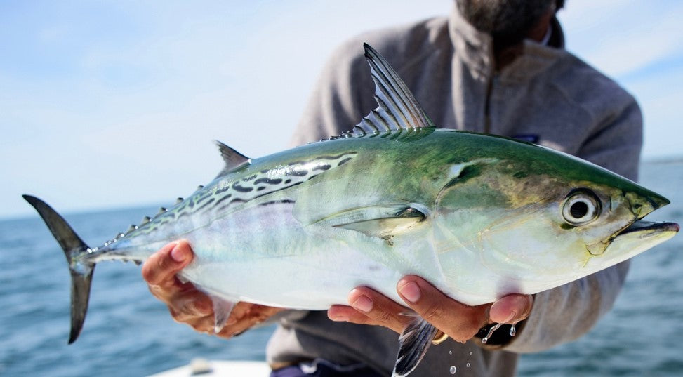 Up your Albie Knowledge