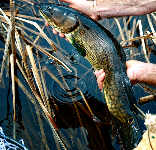 How to Fly Fish for Bowfin