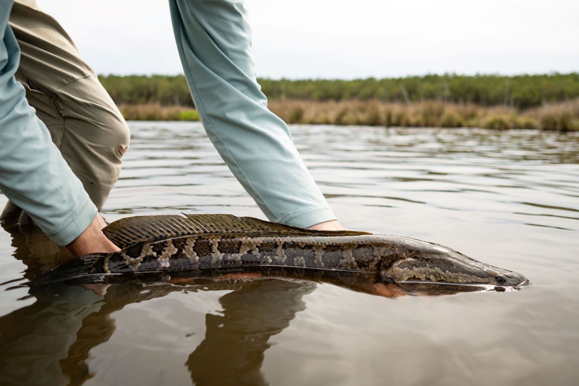 The New Kid in Town: Fly Fishing for Northern Snakehead