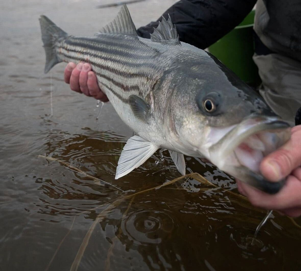 Back Bay Striper Fishing Tactics