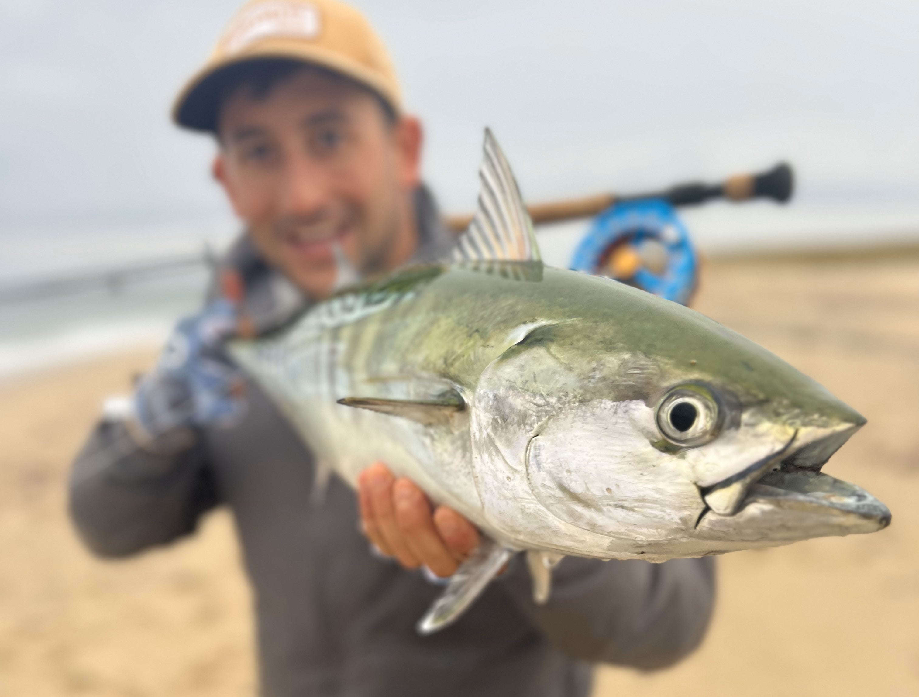 Fly Fishing for False Albacore - Cheeky Fishing
