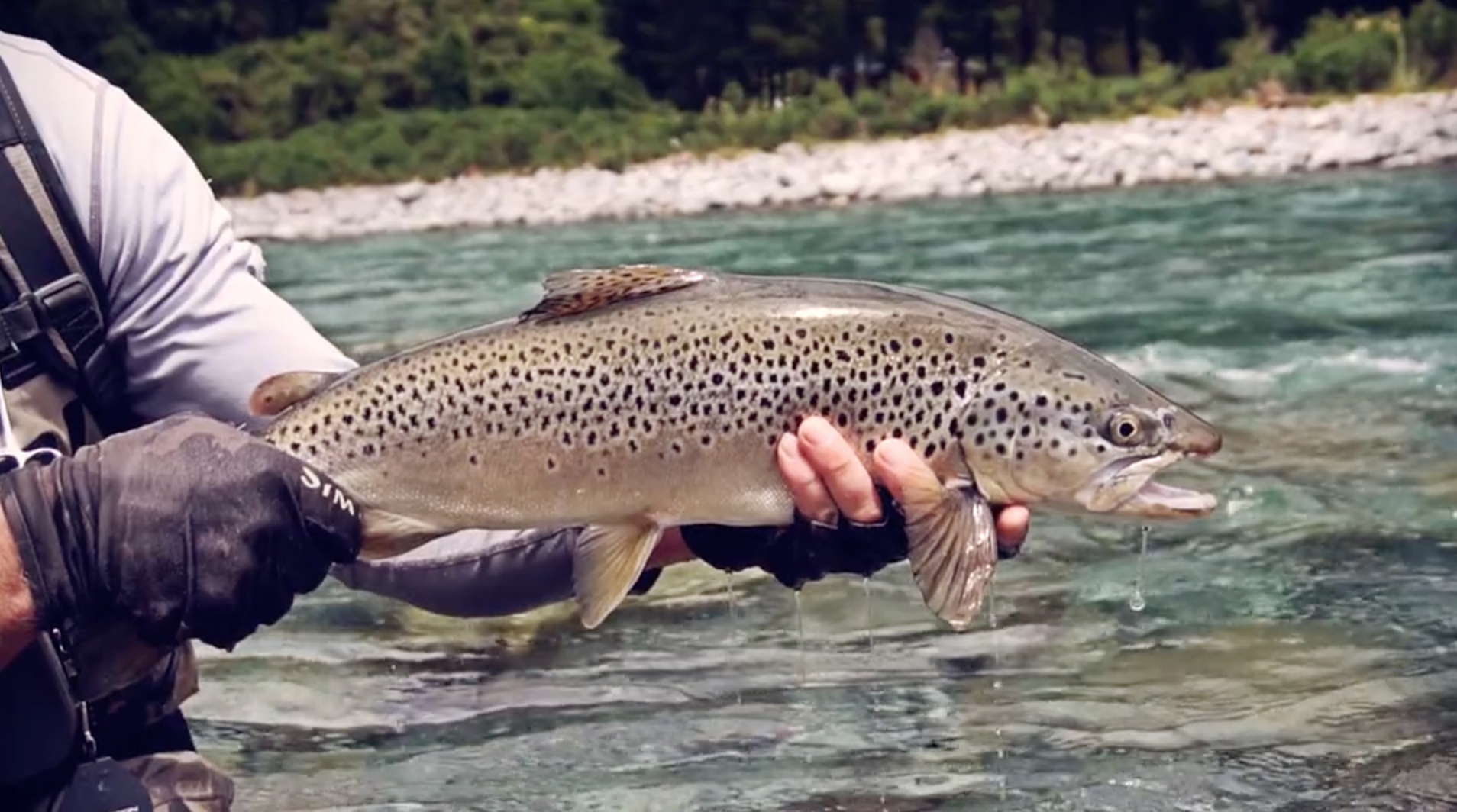 VIDEO: Fly fishing for big trout in New Zealand