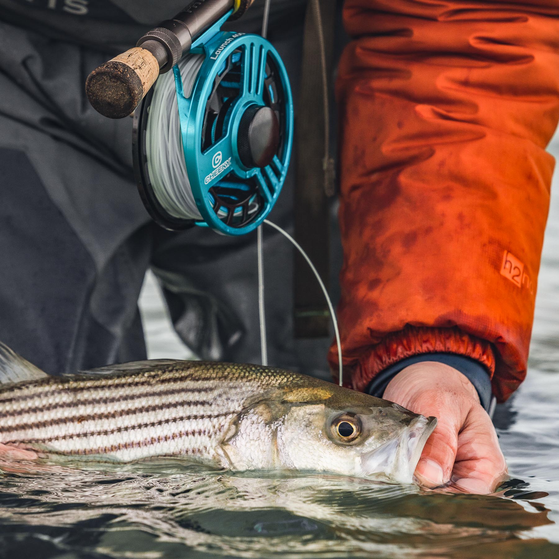 Striped Bass and Cheeky Launch 400 Fly Reel 